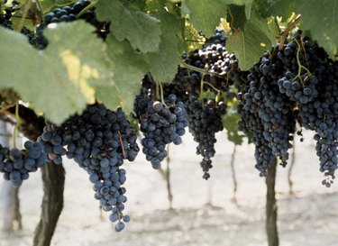 Black Grapes on the Vine