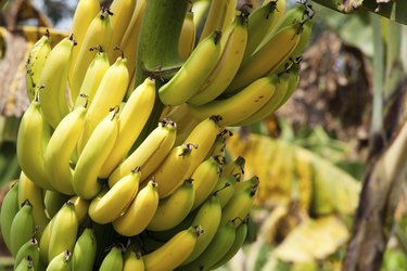 abyssinian banana tree soil how to choose the right type