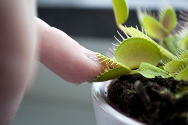 hungry venus flytrap