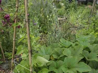 Seattle P-Patch Community Garden