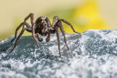 Portrait of a Ground wolf-spider