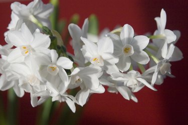 Paperwhites - Narcissus on Red horizontal