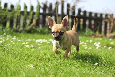 Chihuahua puppy