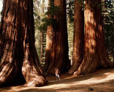 Woman standing amongst giant sequioas, looking up, California, USA