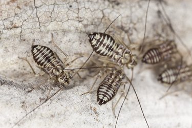 Barklice (Psocoptera) extreme close up