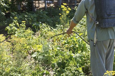 worker sprays pesticide on potato plantation
