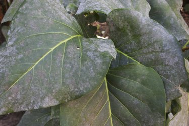 Lilac leaves with powdery mildew