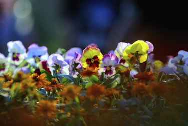 Flowers background pansy.