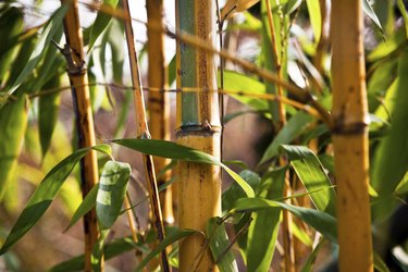 Close Up of Bamboo Leaves