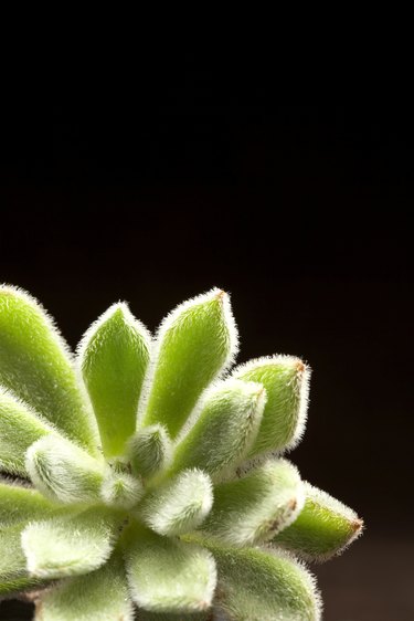 Succulent, close-up