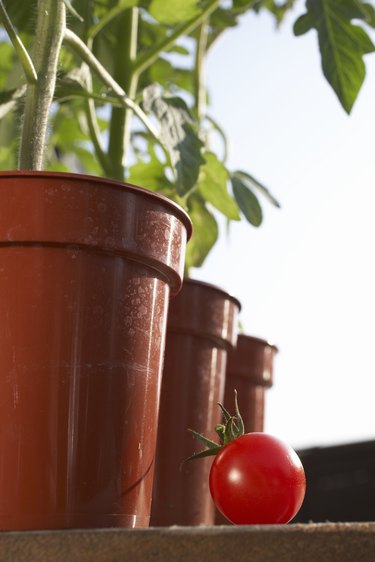 Tomato at tomatoes plants growing in flowerpots, close-up