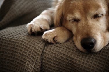 Golden retriever dog sleeping on sofa, close-up
