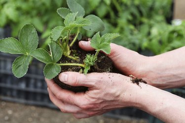 transplanting strawberry seedlings