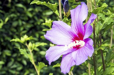 Purple hibiscus flower