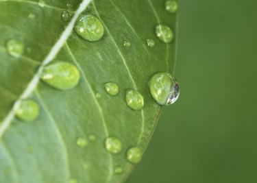 water drops on leaves