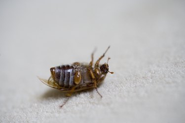 Chafer