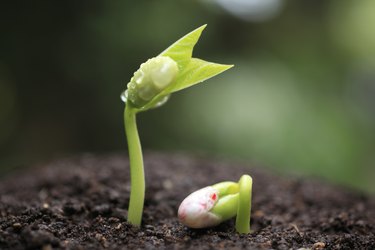 How Long Does it Take a Lima Bean to Germinate? | Hunker