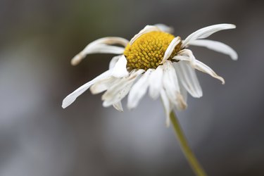 Withered Daisy