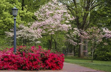 Dogwood and Azaleas
