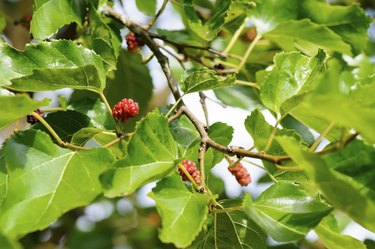 Mulberry fruit on tree