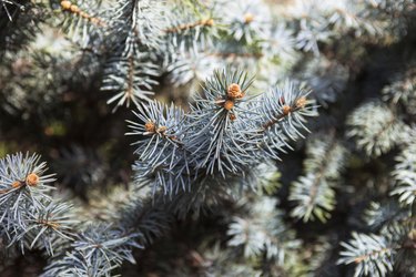 Branches of the Colorado blue spruce