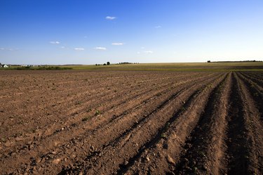 agricultural field