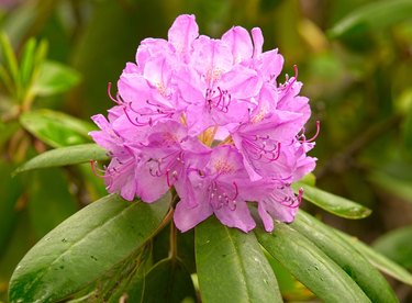Blooming rhododendron