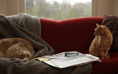 Ginger tabby cat looking at golden retriever sleeping on sofa