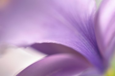 Close-up of purple petals