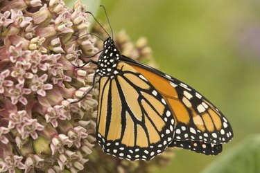 Monarch butterfly feeding on milkweed
