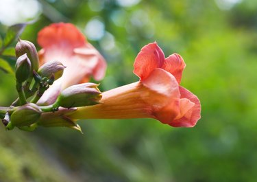 Trumpet vine