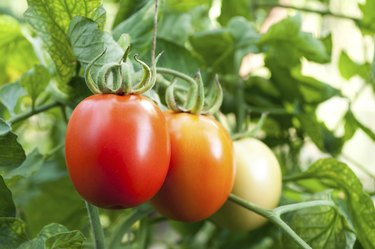 red and green tomatoes grow on twigs