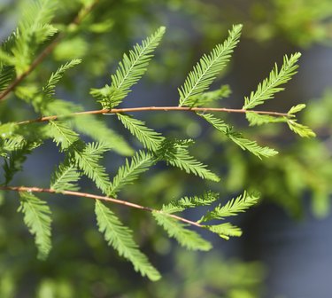 Bald Cypress