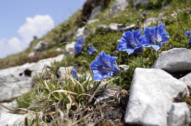 naturally blue flowers