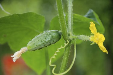 cucumbers on the vine