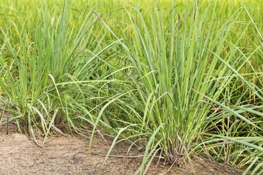 Lemon grass