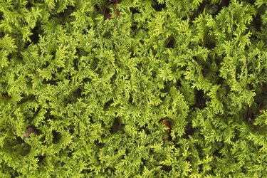 Close-up of a shrub