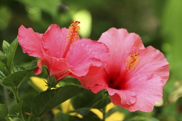 Hibiscus: How to Plant, Grow, and Care for Hibiscus Flowers