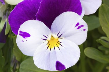 Single viola cornuta (horned violet) flower