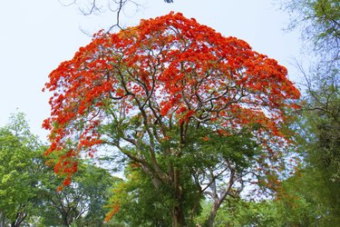 Peacock flower