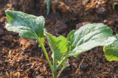 baby kale plant in the farmland