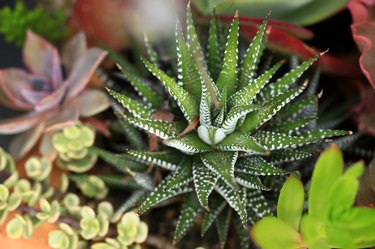 Succulent Plant