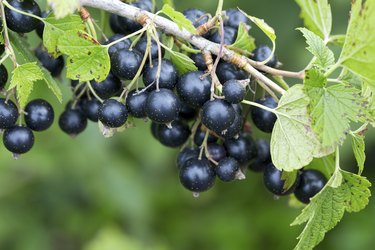 black currant growing