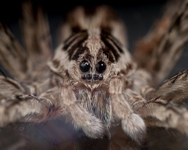 Face of a Wolf Spider