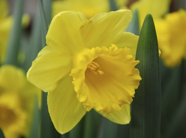 Daffodil Narcissus yellow flower