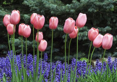 Pink Tulips and Purple Ajuga Flowers