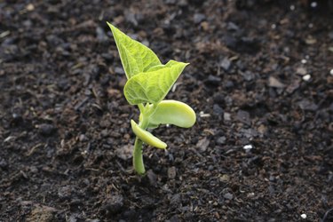 Sprout