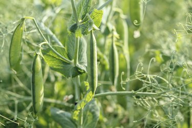 pea field with pods