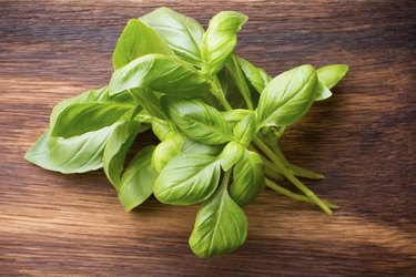 Basil Plant Care And Maintenance Hunker