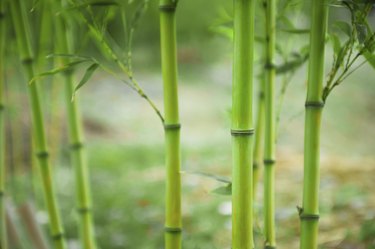 Bamboo Tree